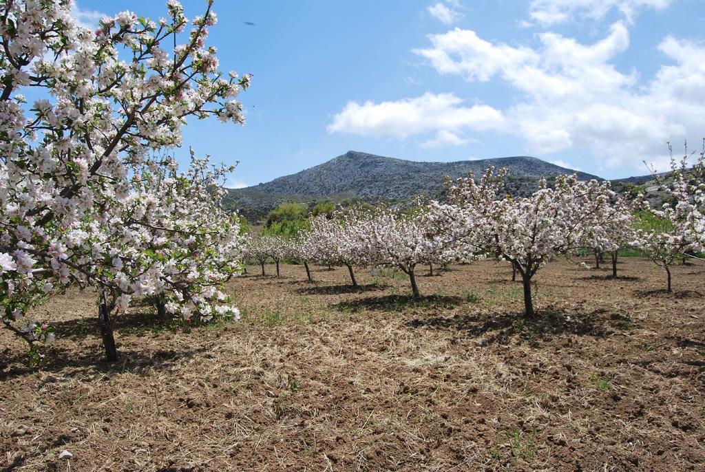 Arodamos Traditional Villas  Krousonas  Εξωτερικό φωτογραφία