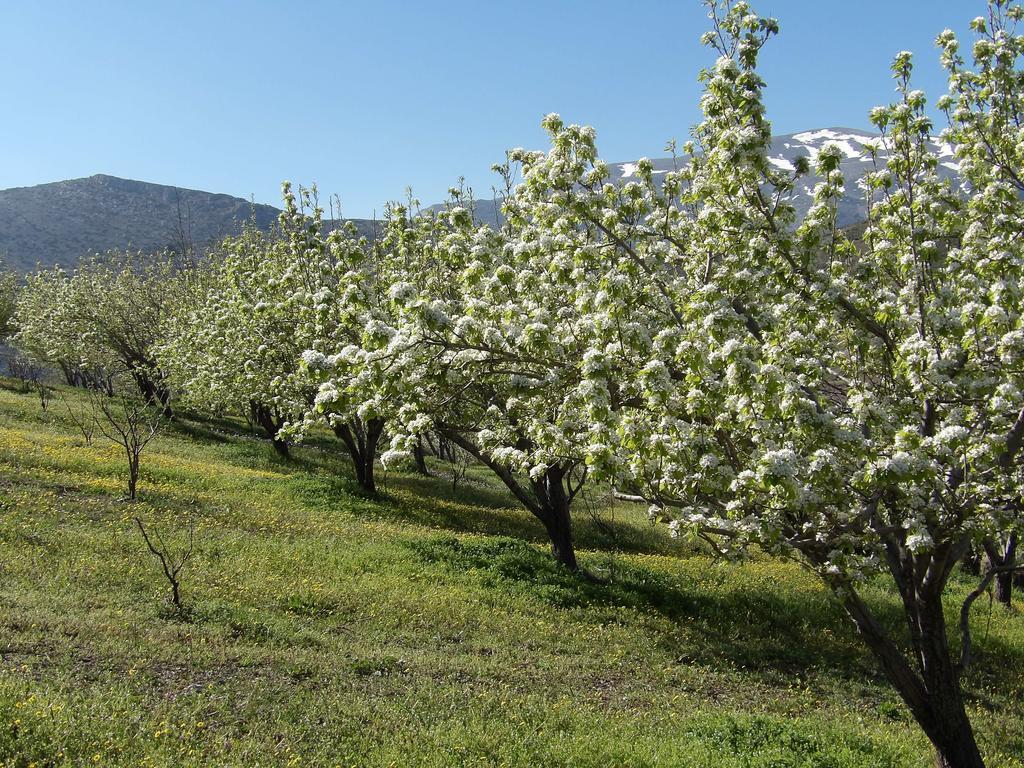 Arodamos Traditional Villas  Krousonas  Εξωτερικό φωτογραφία